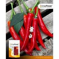 NEW STOCK🔥Paket 10g (1300 Biji) CL33 SUPER HOT Crop Power Biji Benih Cili Kulai Besar F1 Hybrid Chil