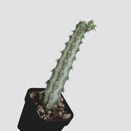 zac.culent - Euphorbia quadrangularis (Succulent Cactus)