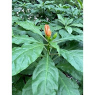 Pereskia Bleo (Rose/ Wax Cactus) 七星针real live plant free organic fertiliser 0.5kg free organic premi