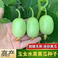 Ready Stock Fast Shipping Seeds [Jade Girl Cucumber Seeds] Jade Girl Cucumber Seeds Fruit Cucumber S
