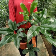 [Paling Horticulture Sdn Bhd] Philodendron Goeldii / Fun Bun | Pokok Hiasan Hidup Dalam Rumah | Real Live Indoor Plant