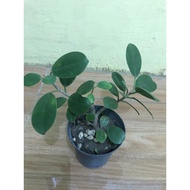 FICUS NANA ( MONEY PLANT ) (COD)