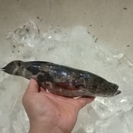 ikan gabus malas betutu