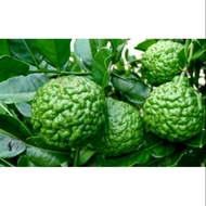 Limau purut/ daun limau purut/ kaffir lime