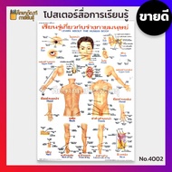 โปสเตอร์ เรื่อง ร่างกายมนุษย์ อวัยวะต่างๆของร่างกาย Human Body no.4002 โปสเตอร์สื่อการเรียนรู้ สื่อก