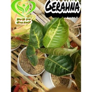 aglaonema Gerhana Moonlight