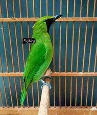 BURUNG CUCAK IJO MINI JANTAN