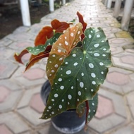 Begonia Maculata Raddi, Tout Begonia, Spotted Begonia