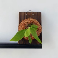 馮詩琪鹿角蕨 捲捲鹿角蕨 Platycerium ‘ FongSiQi QQ ‘