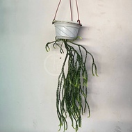 TKL - Lycopodiopsida Clubmoss/Spikemoss Plant 石松纲/蕨类