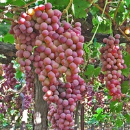 1 ต้น องุ่นติดตา ตอใหญ่ แข็งแรง โตไว พร้อมให้ลูกใน 6 เดือน ต้นตอสูง 80 ซม Grape Plant สายพันธุ์ เฟรมซีดเลส (Frame Seedless)