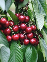 10 เมล็ด เมล็ดเชอร์รี (Cherry) Prunus avium ของแท้ 100% อัตรางอก 70-80% มีคู่มือปลูก ปลูกในกระถางได้