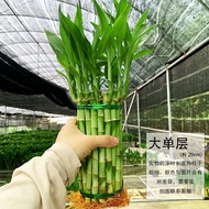 Straight Tower Bamboo Weaving Fortune Bamboo Lucky Bamboo Water Cultivation Small Potted Plant Indoo