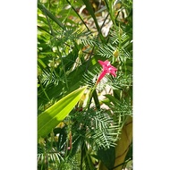 biji benih pokok mercun atau api2