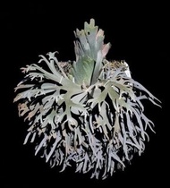 P.willinckiil Jenny 侏儒鹿角蕨