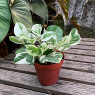 GPS Green Plant Society live plant Money Plant/Pothos Variegated/ Njoy 绿萝
