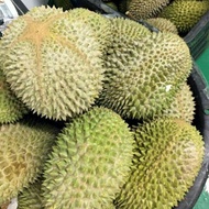 AZ Anak Pokok Durian Musang KING D197