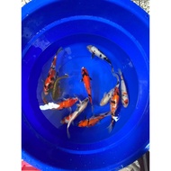 Ikan Koi Blitar 30-38cm Hq Kohaku Sanke Showa Blitar F1 Anakan Import