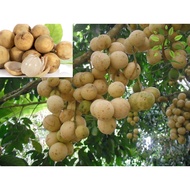 Berjaya Plant Nursery - Pokok Duku Langsat/Dokong(Pokok Buah Hidup/Benih Buah-buahan/Real Live Fruit