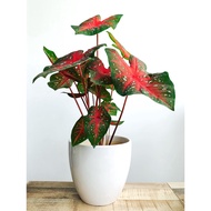 Caladium Red Star Plant - Fresh Gardening Indoor Plant Outdoor Plants for Home Garden