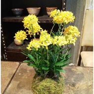 (BISA COD) Anggrek epidendrum bunga kuning/anggrek epidendrum/anggrek tanah/tanaman hidup/bunga hias hidup
