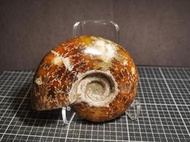 【實物實拍】【現貨】【露蝦】梅契爾菊石 (92mm)(有透光) 自然科學 古生物 活化石 收藏 三葉蟲 菊石 化石