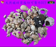 寶物石坊】貝殼稍有破碎621~沒加工處理~寄居蟹換殼~魚缸造景~室內擺設~diy材料包~園藝裝飾＃公仔funko pop