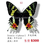 蟲新發現╭○-○╮蝴蝶標本A1~三尾燕蛾 展翅8~9CM 產地：非洲