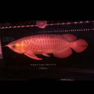 ikan Arwana Super Red ( 47 ) cm