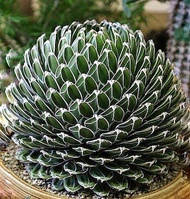 [ถูกที่สุด]อากาเว่ควีนวิคตอเรีย Queen Victoria Agave แคคตัส&amp;ไม้อวบน้ำ อ่านรายละเอียดก่อนสั่งซื้อ cactus&amp; succulent ไม้ประดับ