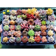 【Fresh seed】BUG 1 GET 1 FREE 50pcs  succulent seeds in the store do not repeat the delivery of 50 succulent seeds