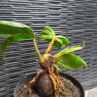 bonsai kelapa daun unik