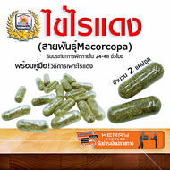 ไข่ไรแดง ไข่ไรแดงน้ำจืด สายพันธุ์ที่นิยมเลี้ยง มาโคโครปา(Macorcopa) เพาะเลี้ยงง่าย รับประกันการันตี!การฟัก 99.99% บรรจุในแคปซูล จำนวน 2 แคปซูล