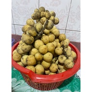 buah dokong manis / langsat