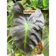 【DP】 Colocasia Aloha | Keladi Pokok | Rare Plant | Garden Trend