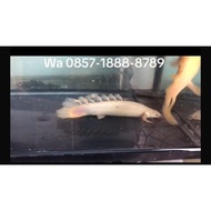 PALMAS SENEGALUS LEUCISTIC SLAYER SEMI SHORTBODY (RARE)
