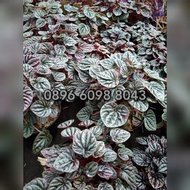 Begonia Dolar | Tanaman hias Dolar ungu | begonia