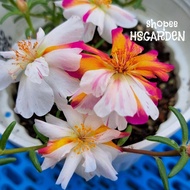 150 biji benih White Butterfly Hybrid Moss Rose • seeds • Benih ros jepun hibrid