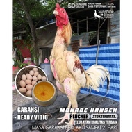 ayam bangkok plucker brakot telur tetas monroe hansen