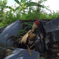 telur ayam mangon jantan trah yokere dan betina ada trah njnja