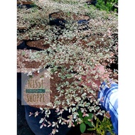 ♙African Talisay Variegated (Terminalia Mantaly)