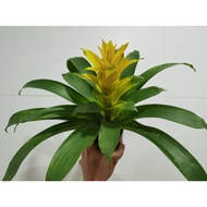 bromeliad guzmania Diana Yellow (Short type)