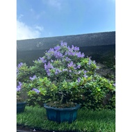 Bonsai Bluebell - flowering bonsai