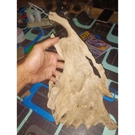 fosil kayu jati - media tanam anggrek fosil jati K.H.O Herbal