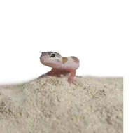 500g dolomite gecko mat gecko substrate litter gecko