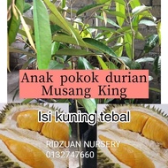 Anak Pokok Musang King Kawin