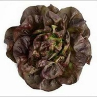 100 Seeds - Seeds Of TEODORE RZ RED BUTTER LETTUCE TEODORE RIJK ZWAAN