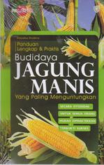 Panduan Lengkap Dan Praktis Budidaya Jagung Manis Yang Paling Menguntungkan