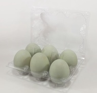 Tray Telur Egg Tray Mika Isi 5 pcs Telur Isi 6 Butir