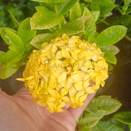 [Plantopia] Ixora Flower | Pokok Bunga Hidup | Outdoor Flower Plant